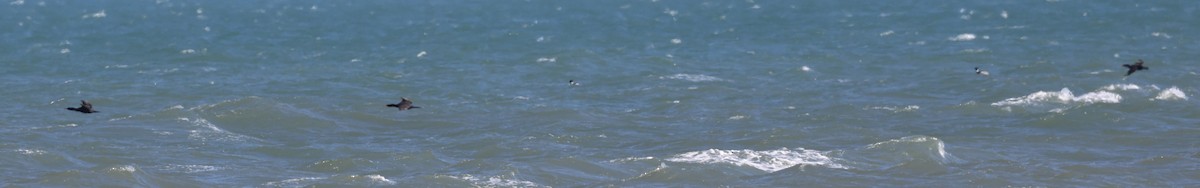 Double-crested Cormorant - ML542808631