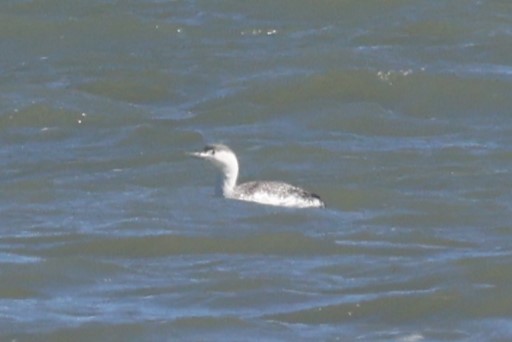 Red-throated Loon - ML542809181