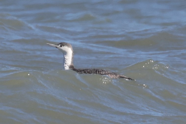 Red-throated Loon - ML542809191