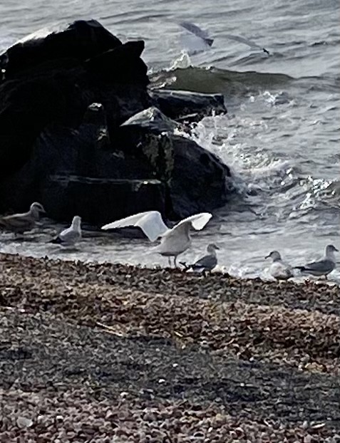 Glaucous Gull - ML542809211