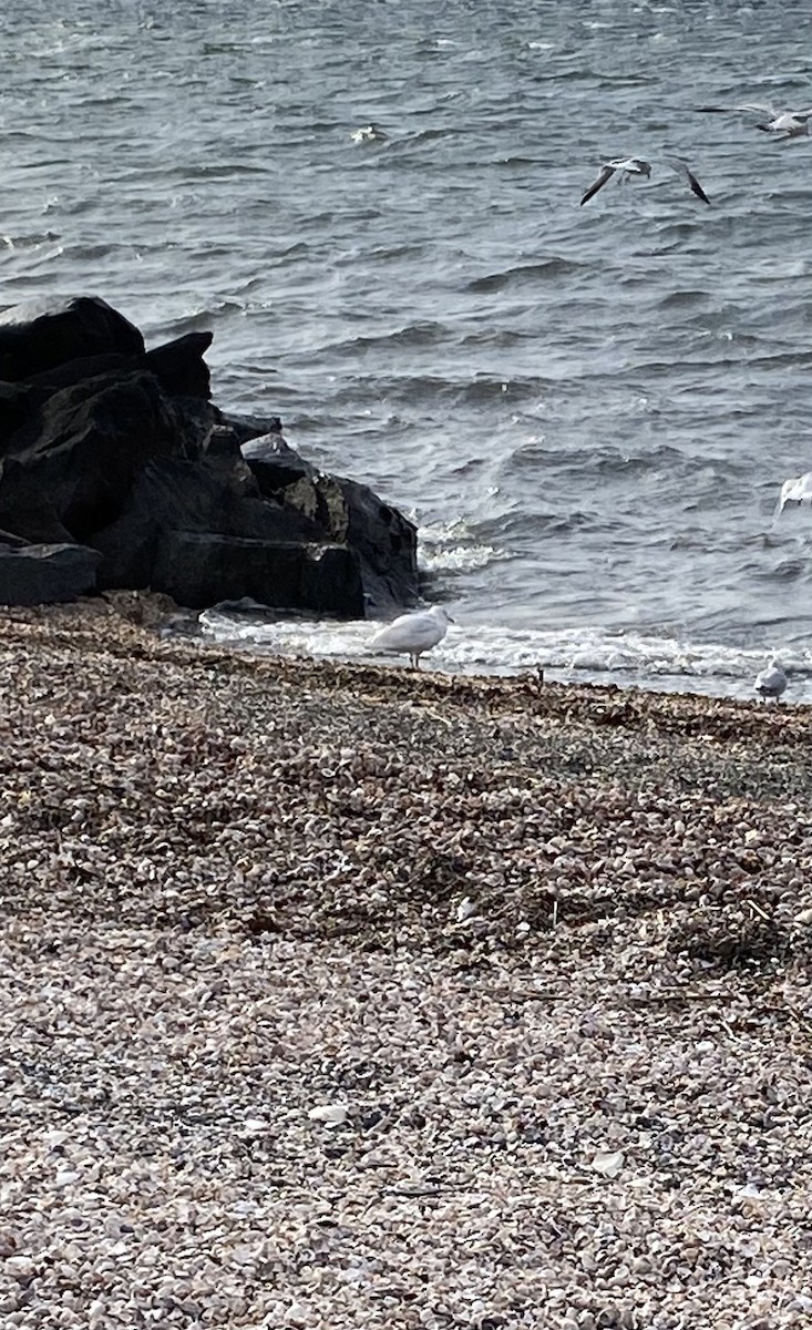 Glaucous Gull - ML542809231