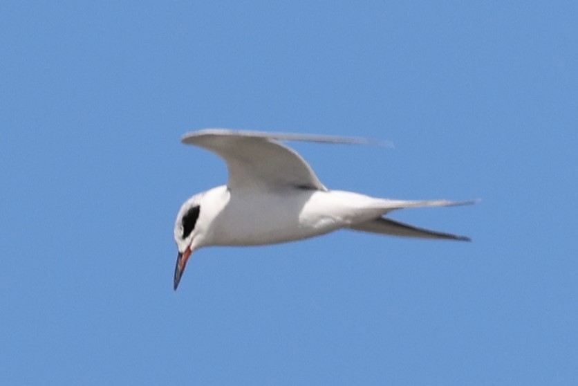 Forster's Tern - ML542809301