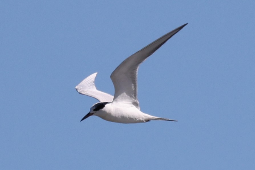 Forster's Tern - ML542809321