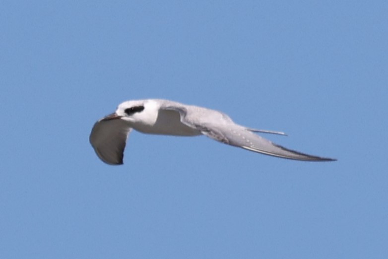 Forster's Tern - ML542809331