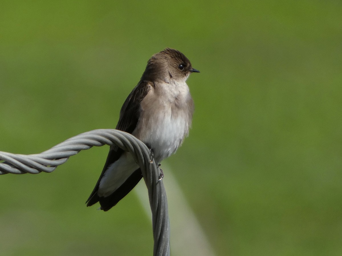 Hirondelle à ailes hérissées - ML542809391