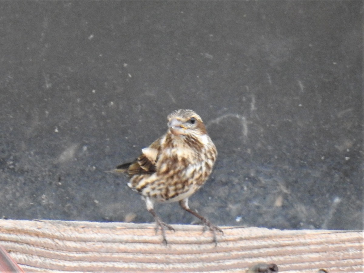 Purple Finch - ML542809761