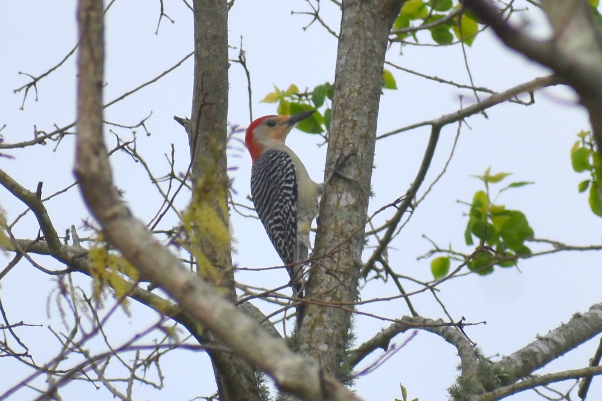 Red-bellied Woodpecker - ML542809961