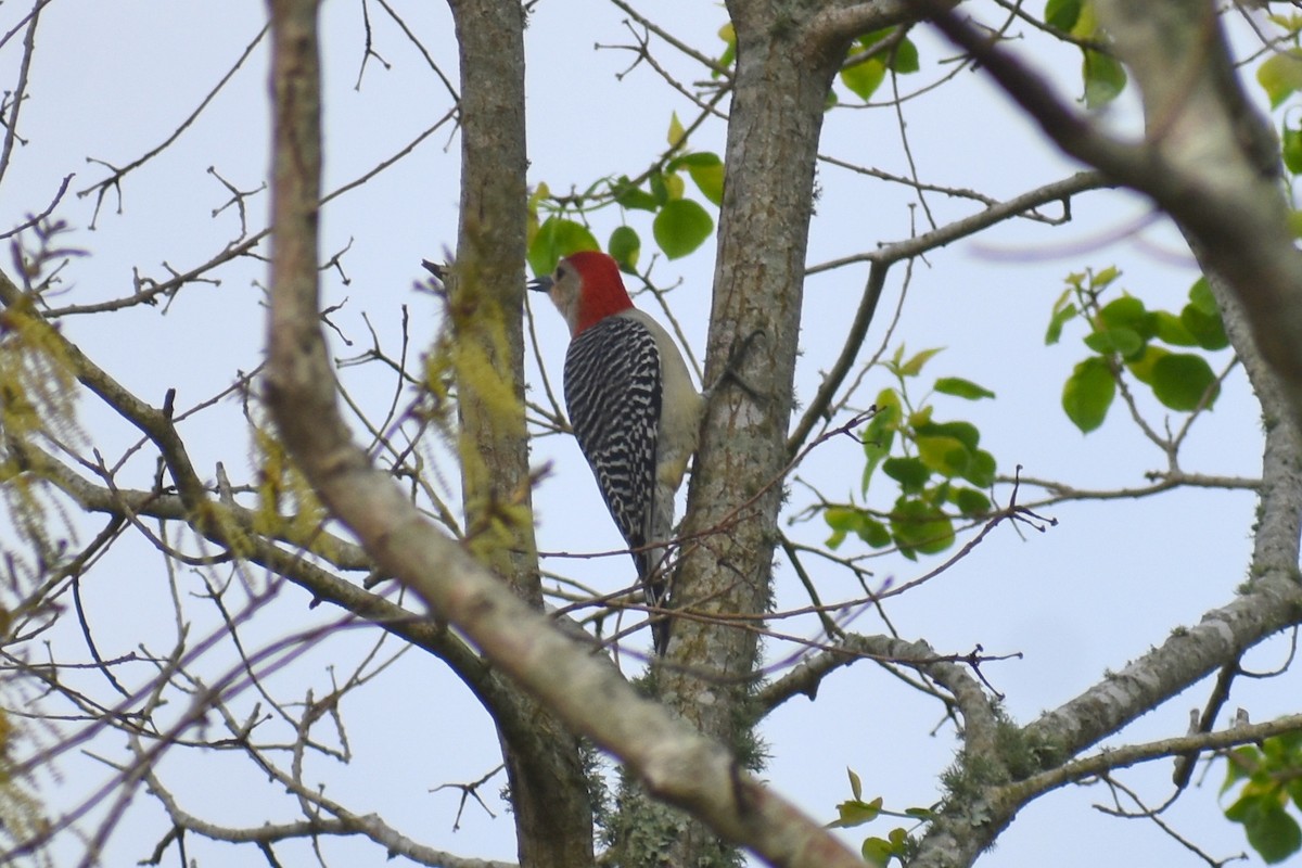 Red-bellied Woodpecker - ML542809991