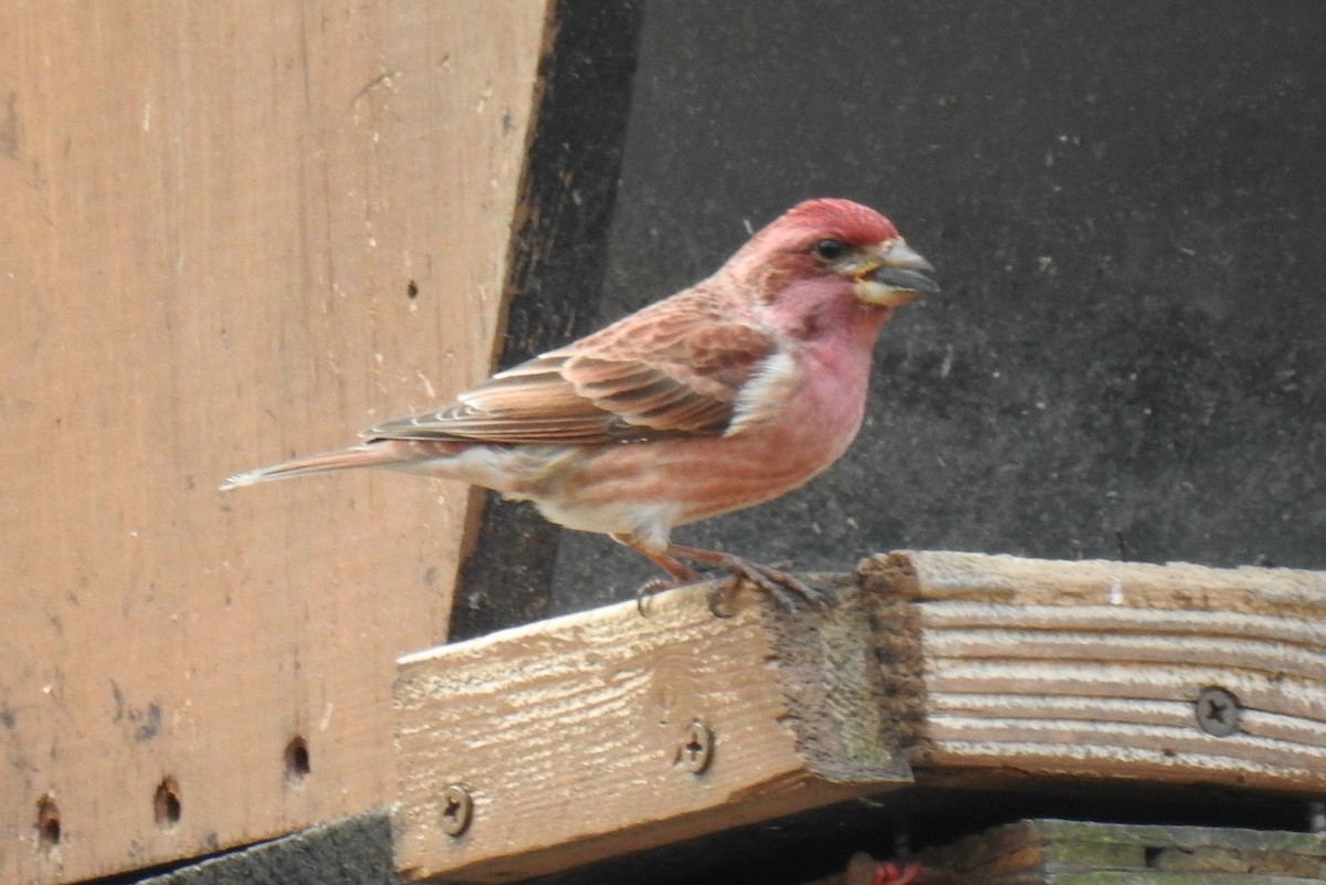 Purple Finch - James Holsinger