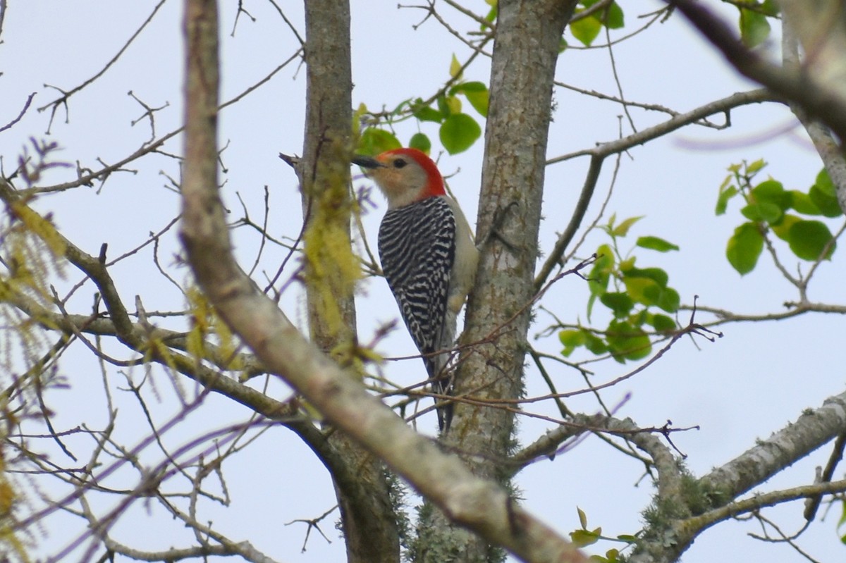 Red-bellied Woodpecker - ML542810241