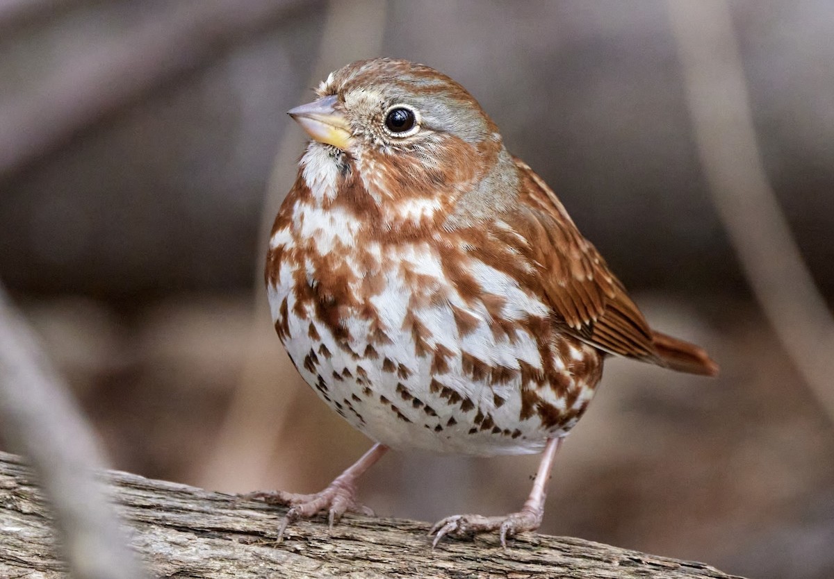 Fox Sparrow - ML542810261