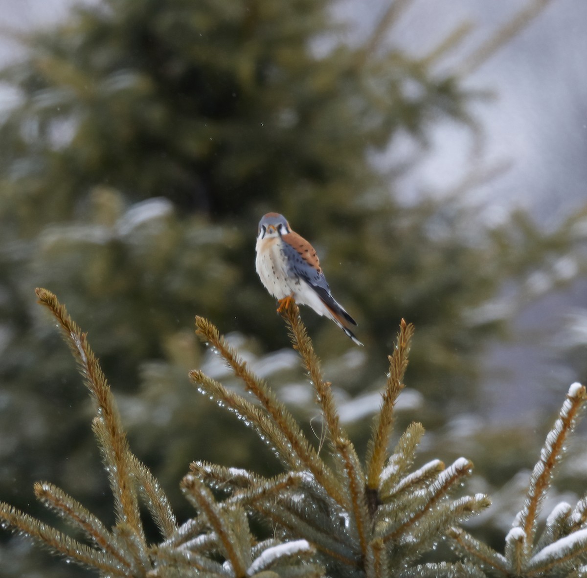 American Kestrel - ML542812441