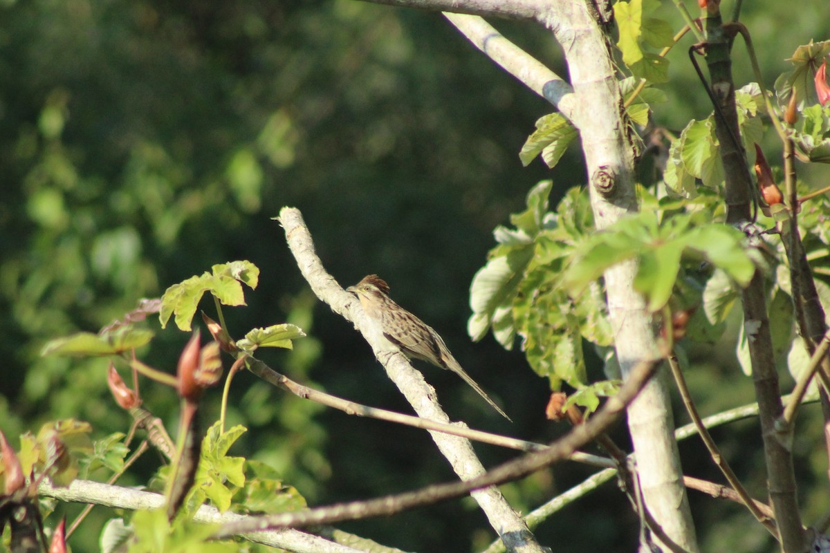 Striped Cuckoo - ML542812461