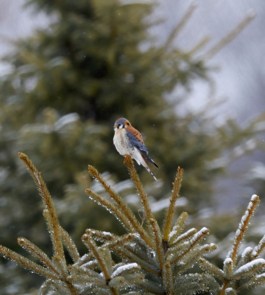 American Kestrel - ML542812501