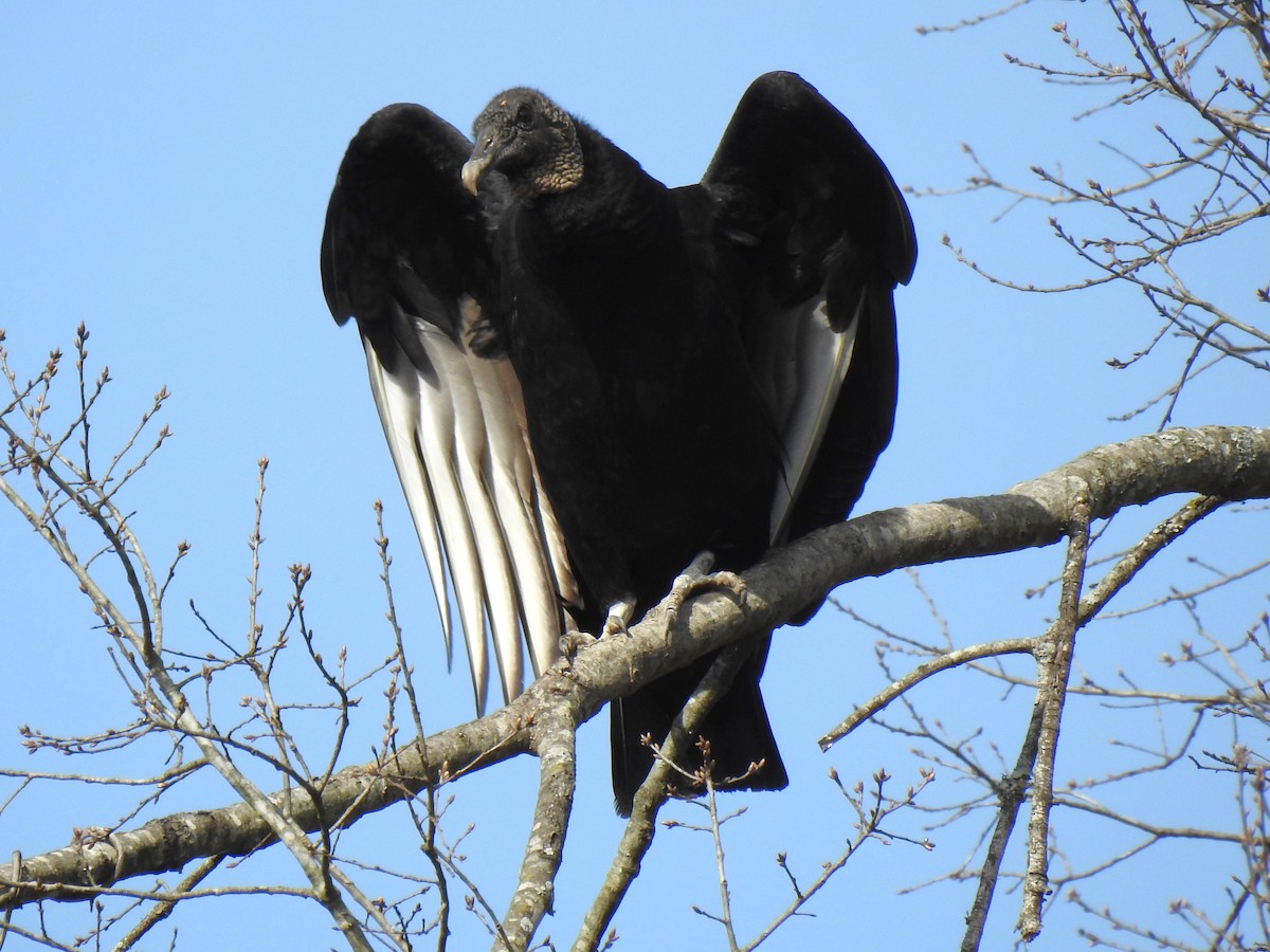 Black Vulture - ML542812551