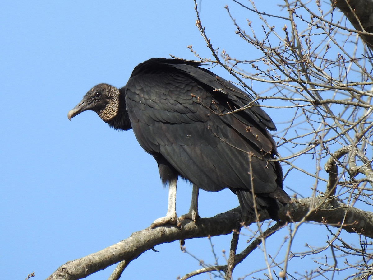 Black Vulture - ML542812641