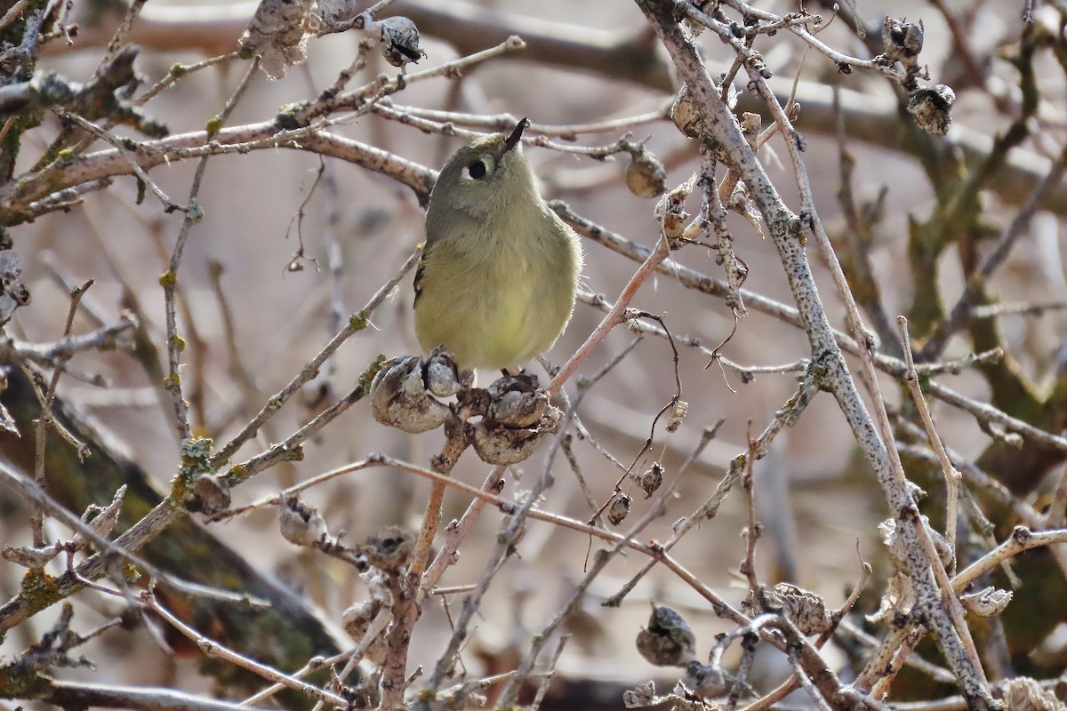 Ruby-crowned Kinglet - Craig Johnson