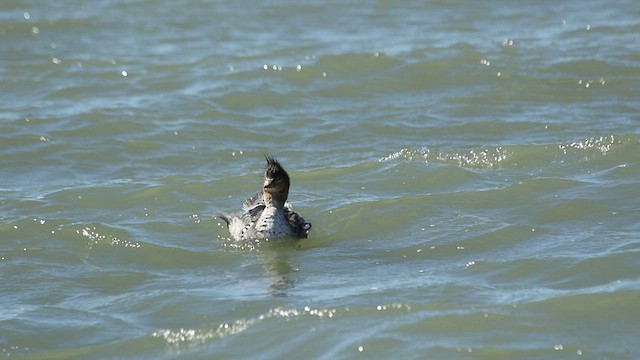 Red-breasted Merganser - ML542813971