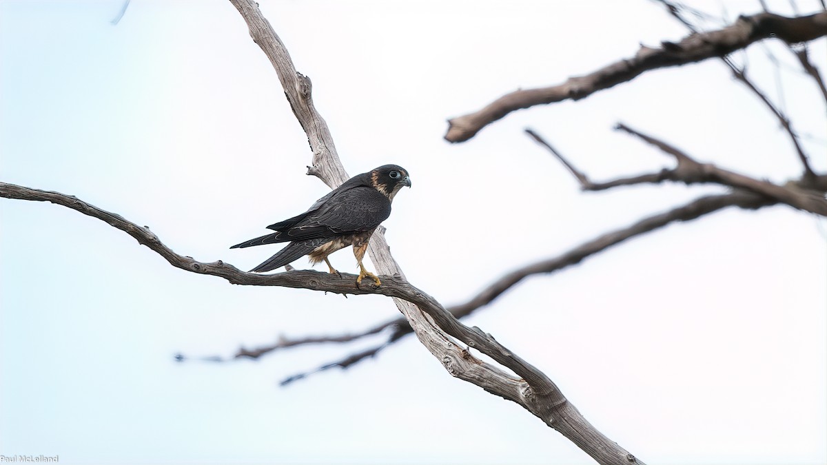 Alcotán Australiano - ML542814811