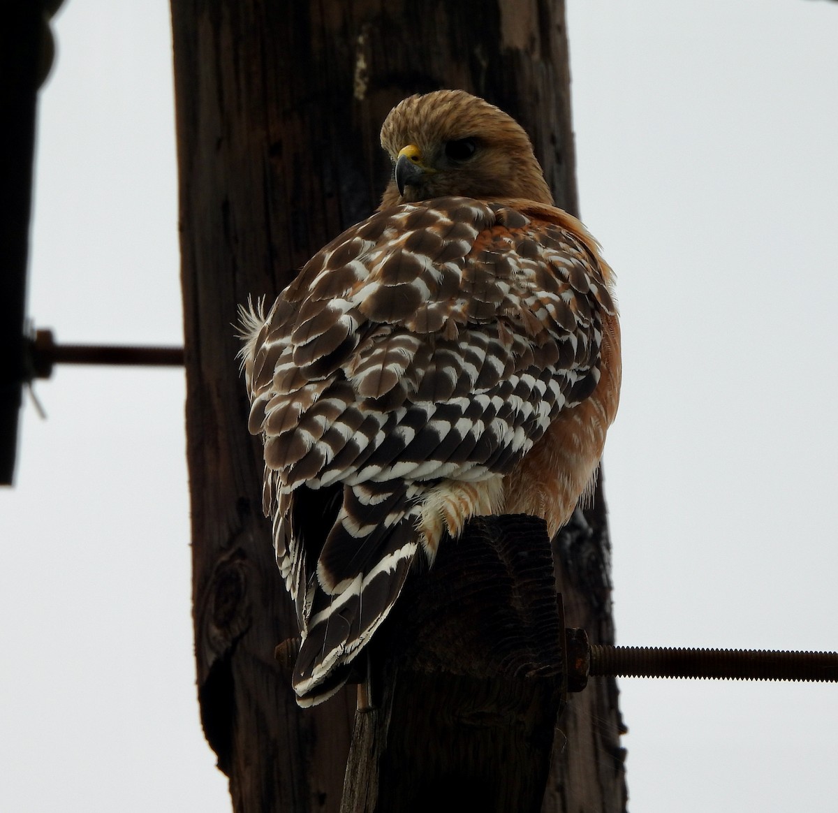 Red-shouldered Hawk - ML542816151