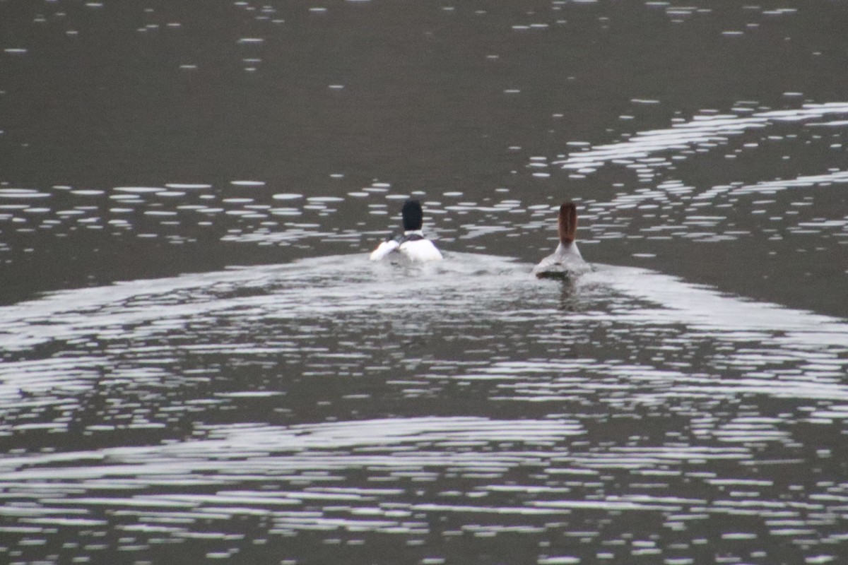 Common Merganser - ML542816271