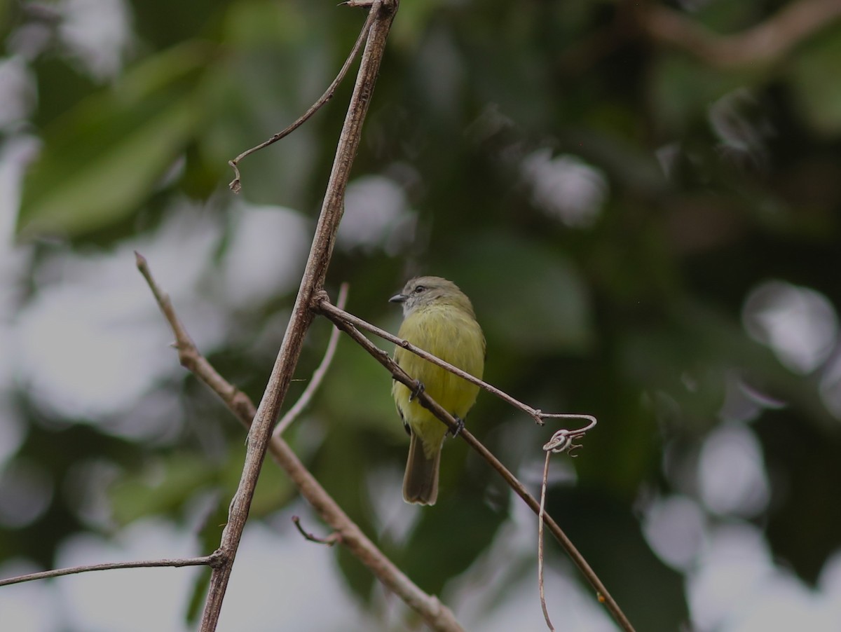 Yellow-crowned Tyrannulet - ML542817741