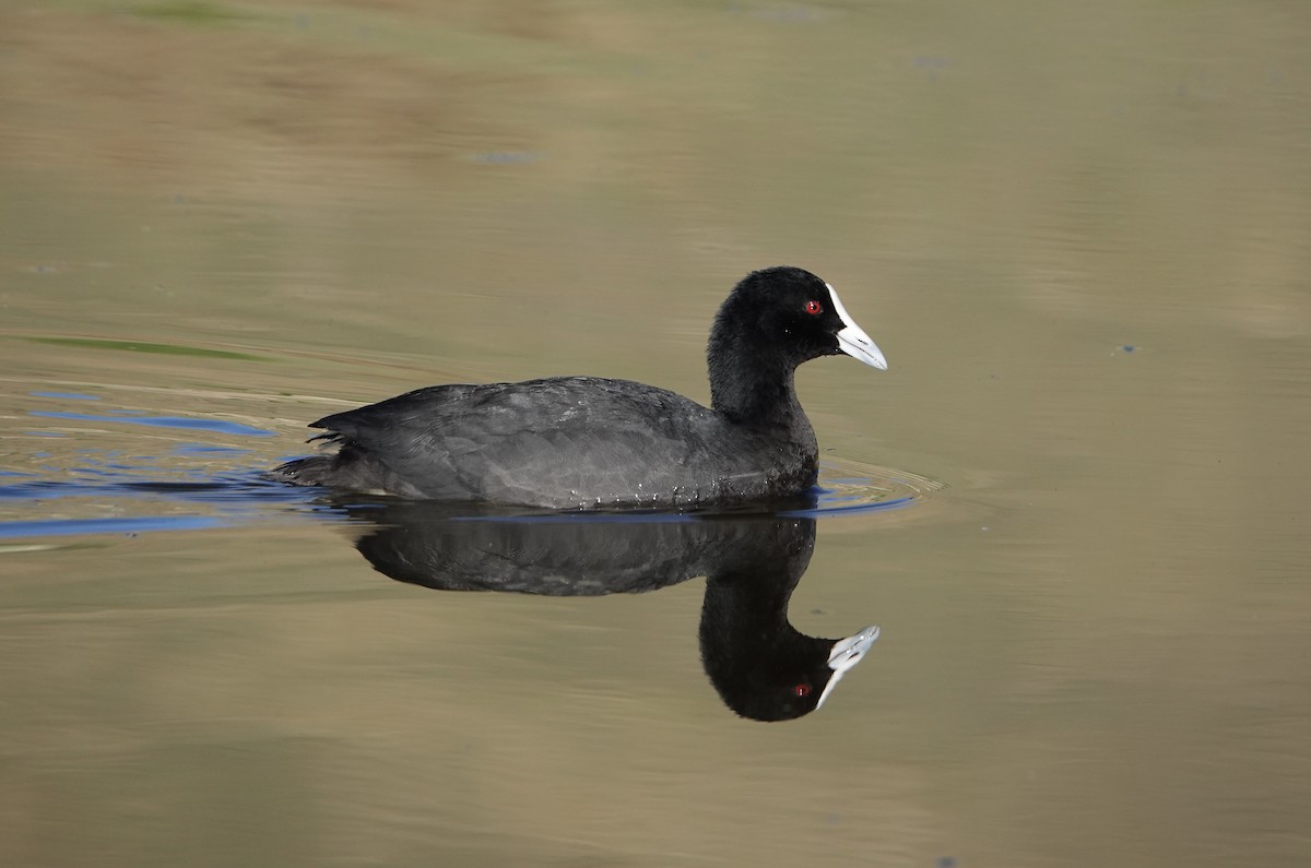 Eurasian Coot - ML542818171