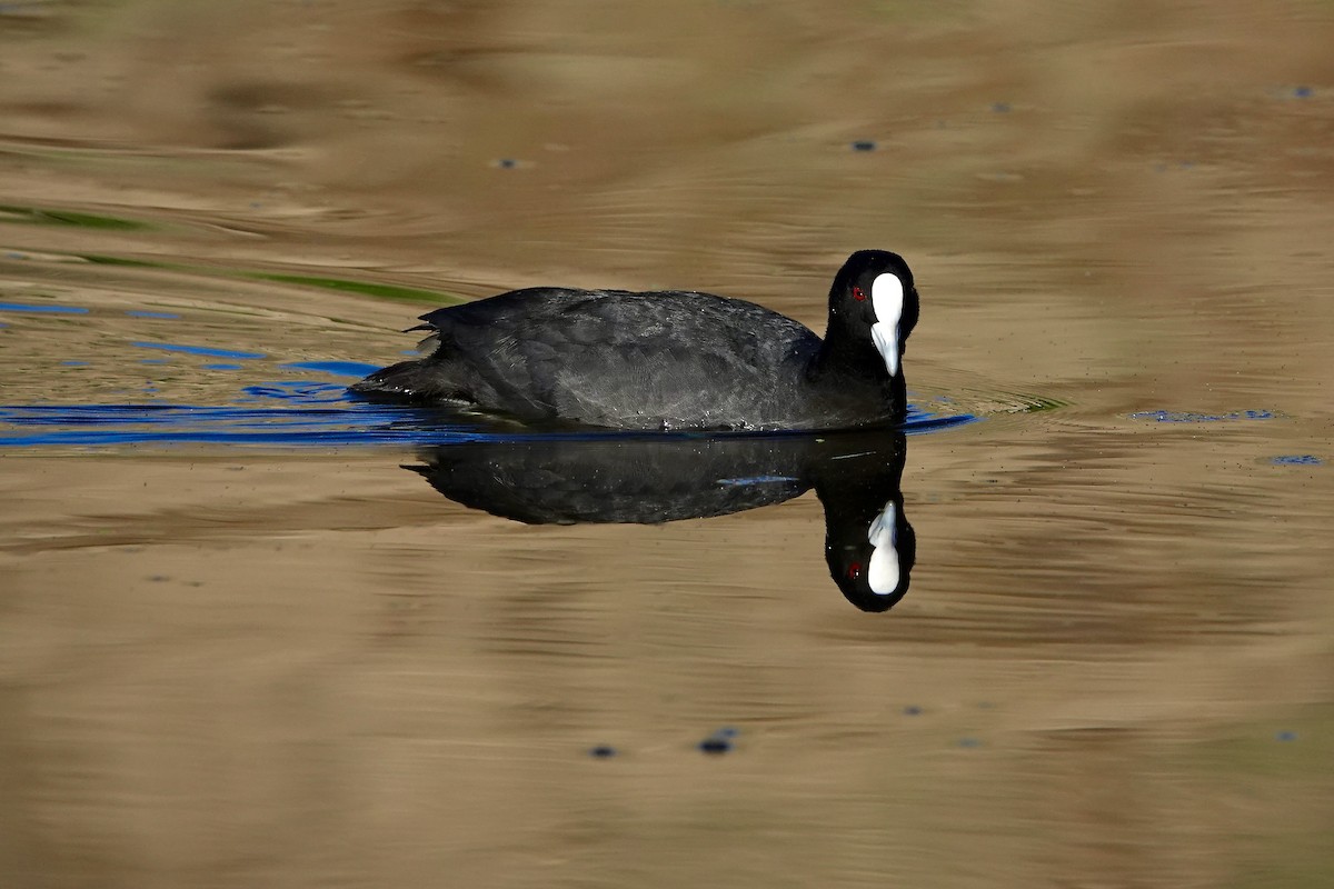 Eurasian Coot - ML542818411