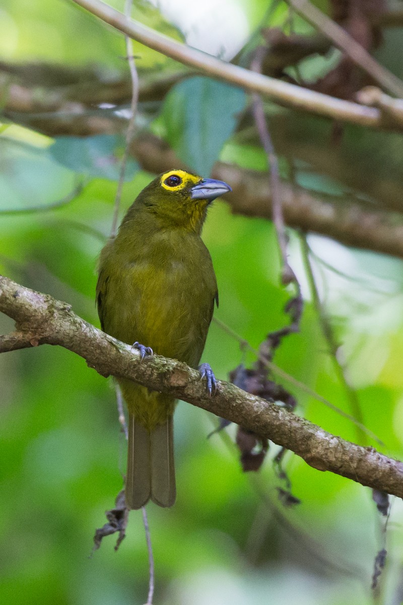 Lemon-spectacled Tanager - Rob Felix