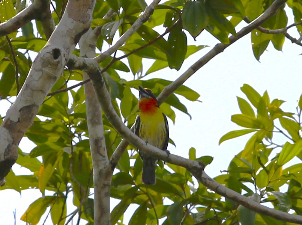 Gilded Barbet - ML542824011