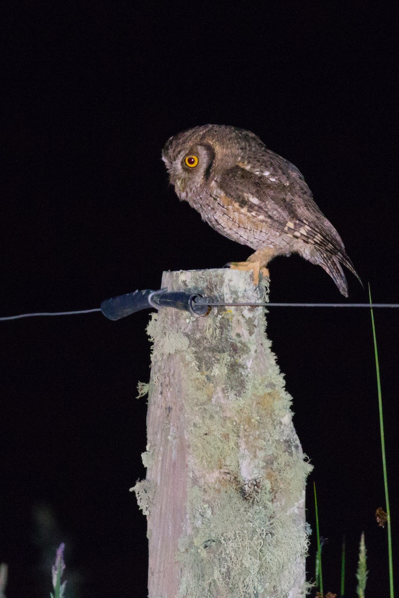 Tropical Screech-Owl - ML54282431