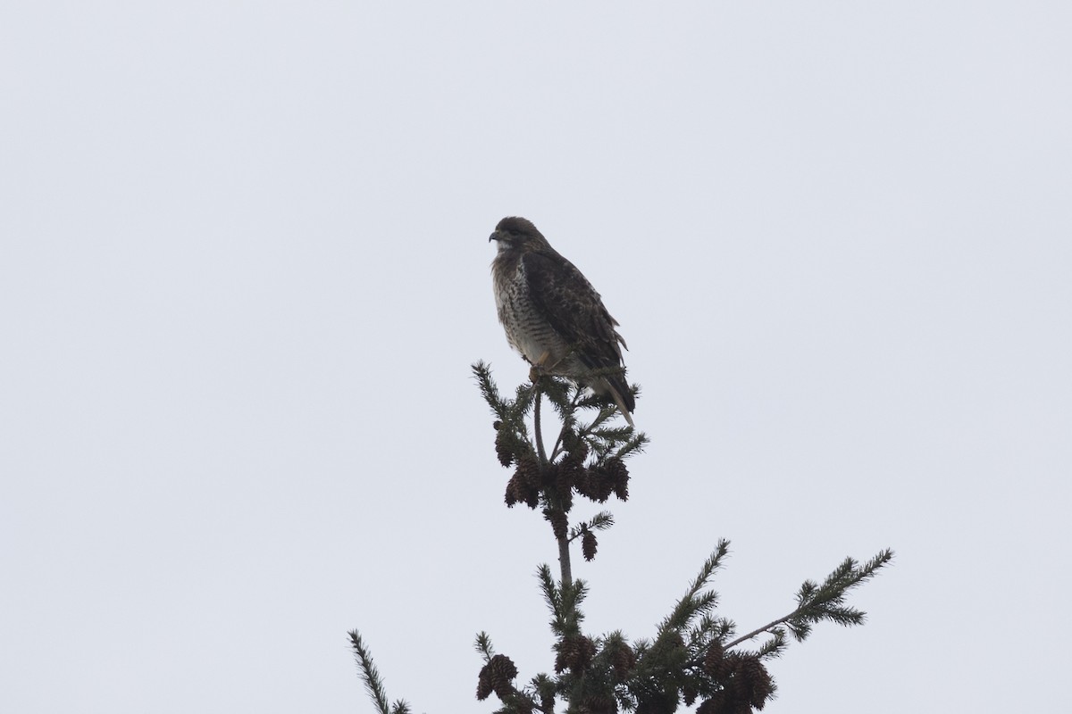 Red-tailed Hawk - ML542825551