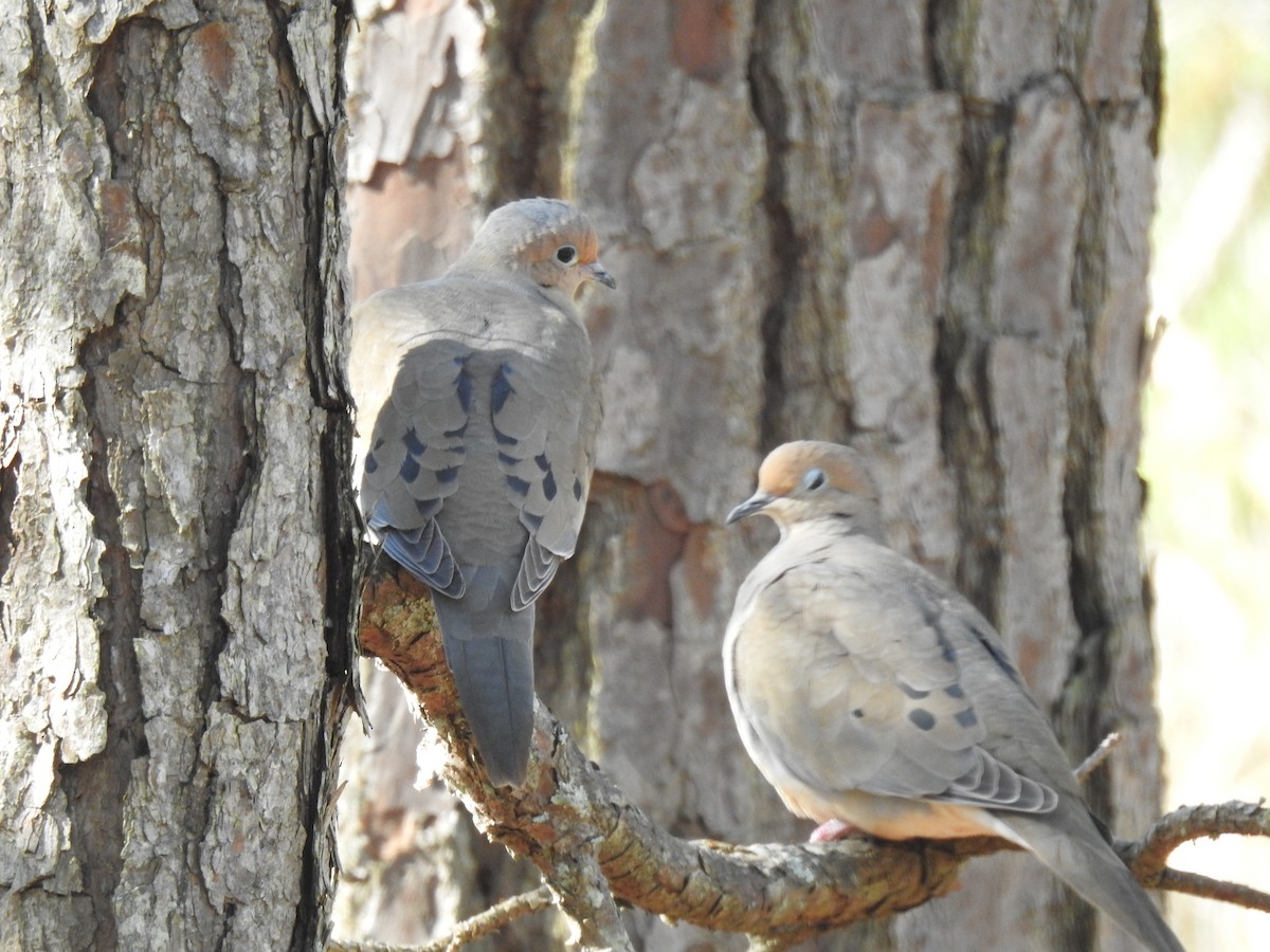 Mourning Dove - ML542825741