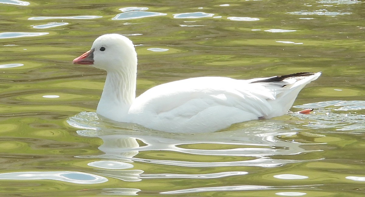 Ross's Goose - Ken and Brenda Kyle