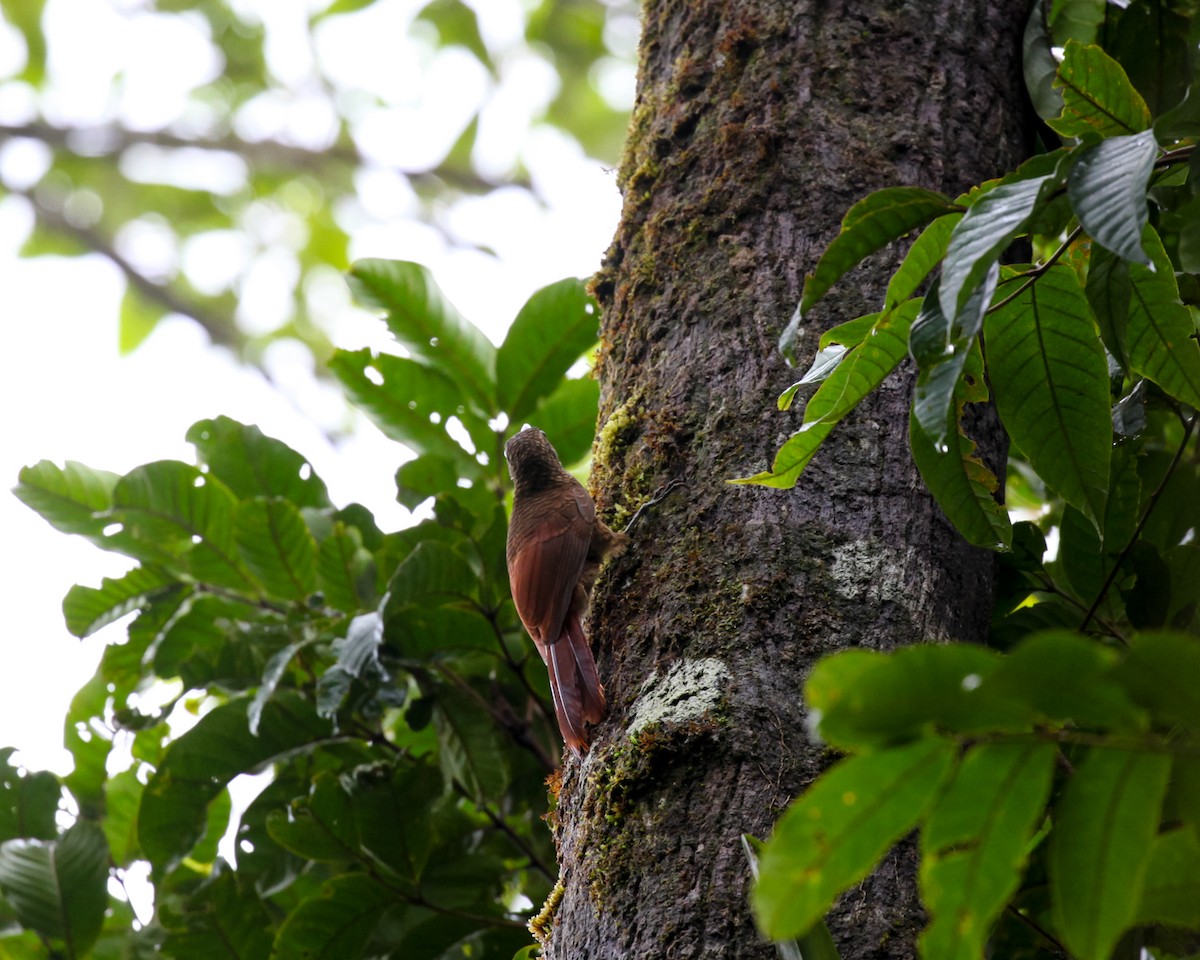 Amazonian Barred-Woodcreeper - ML542826851