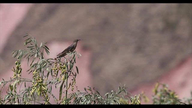Giant Hummingbird - ML542829721
