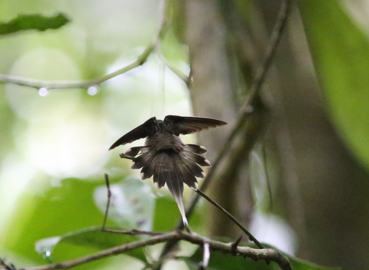 Straight-billed Hermit (bourcieri) - ML542829921