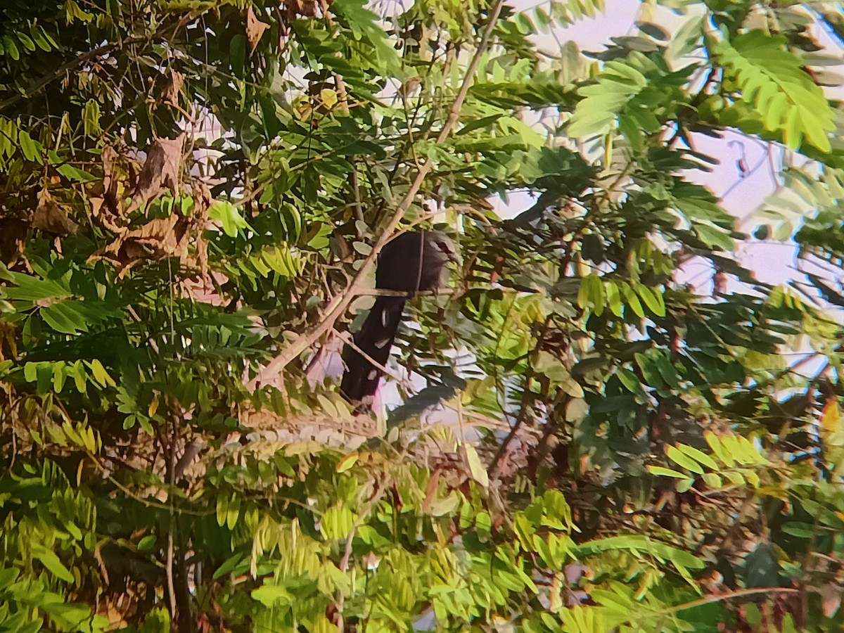 Green-billed Malkoha - Chayan Debnath