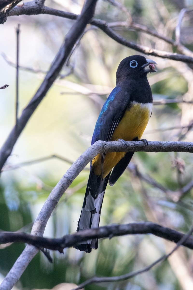 trogon černohlavý - ML542830921