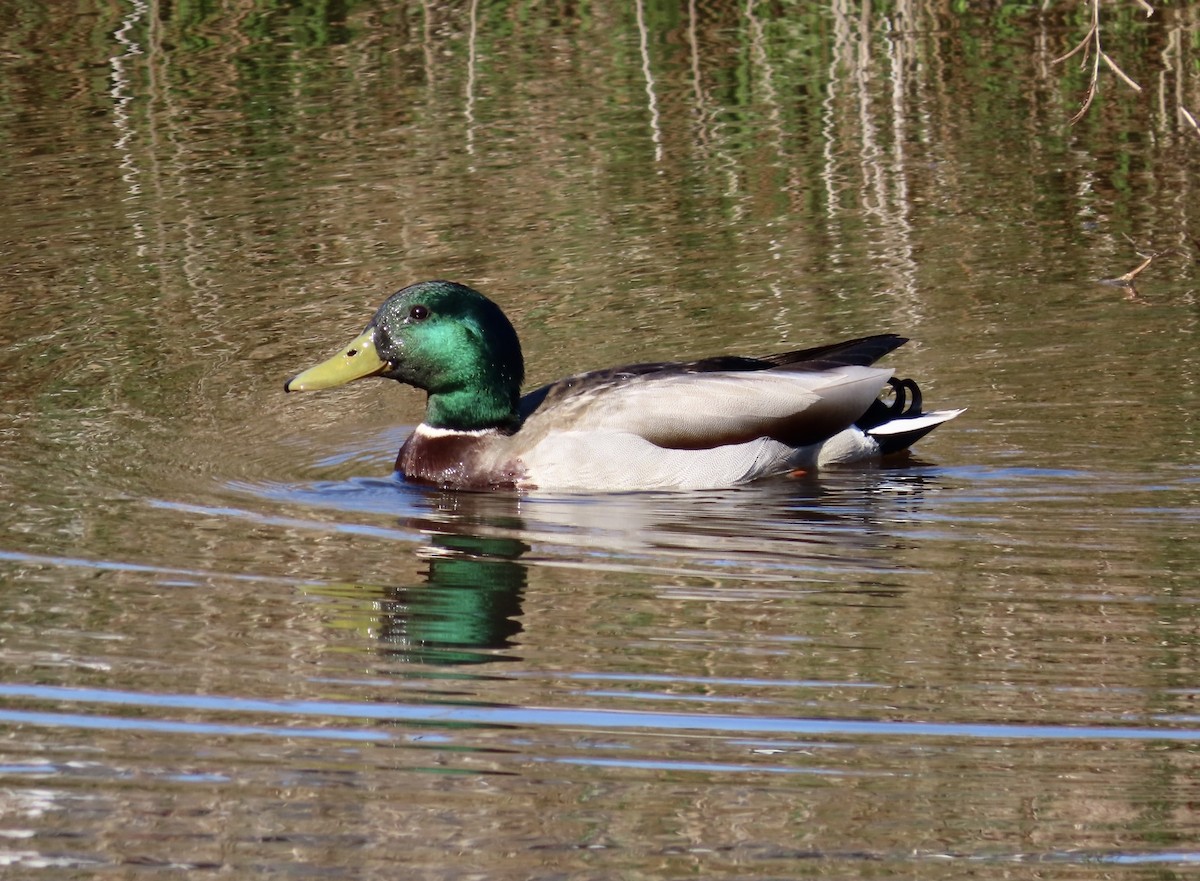 Mallard - ML542830941