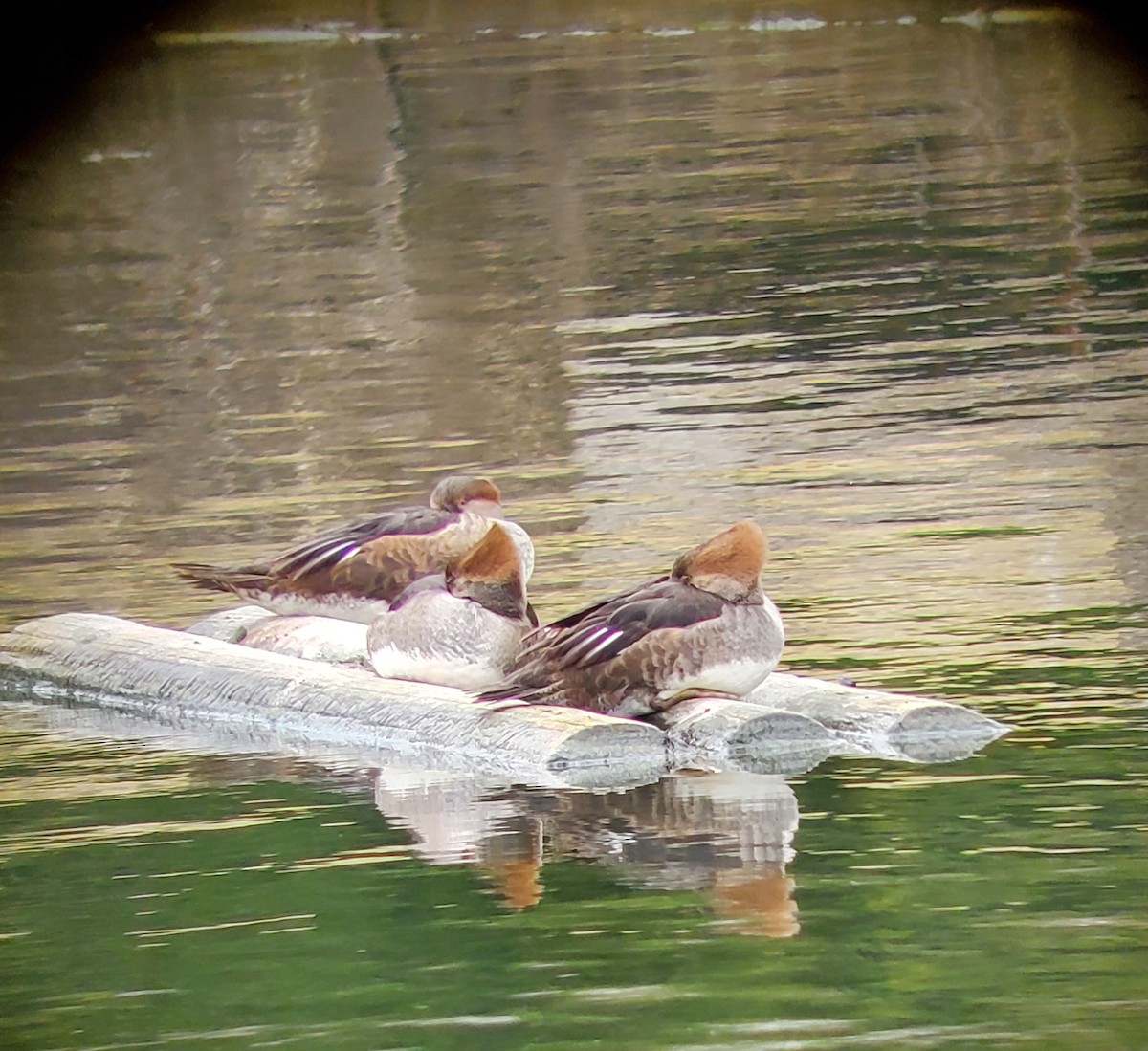 Hooded Merganser - ML542831231