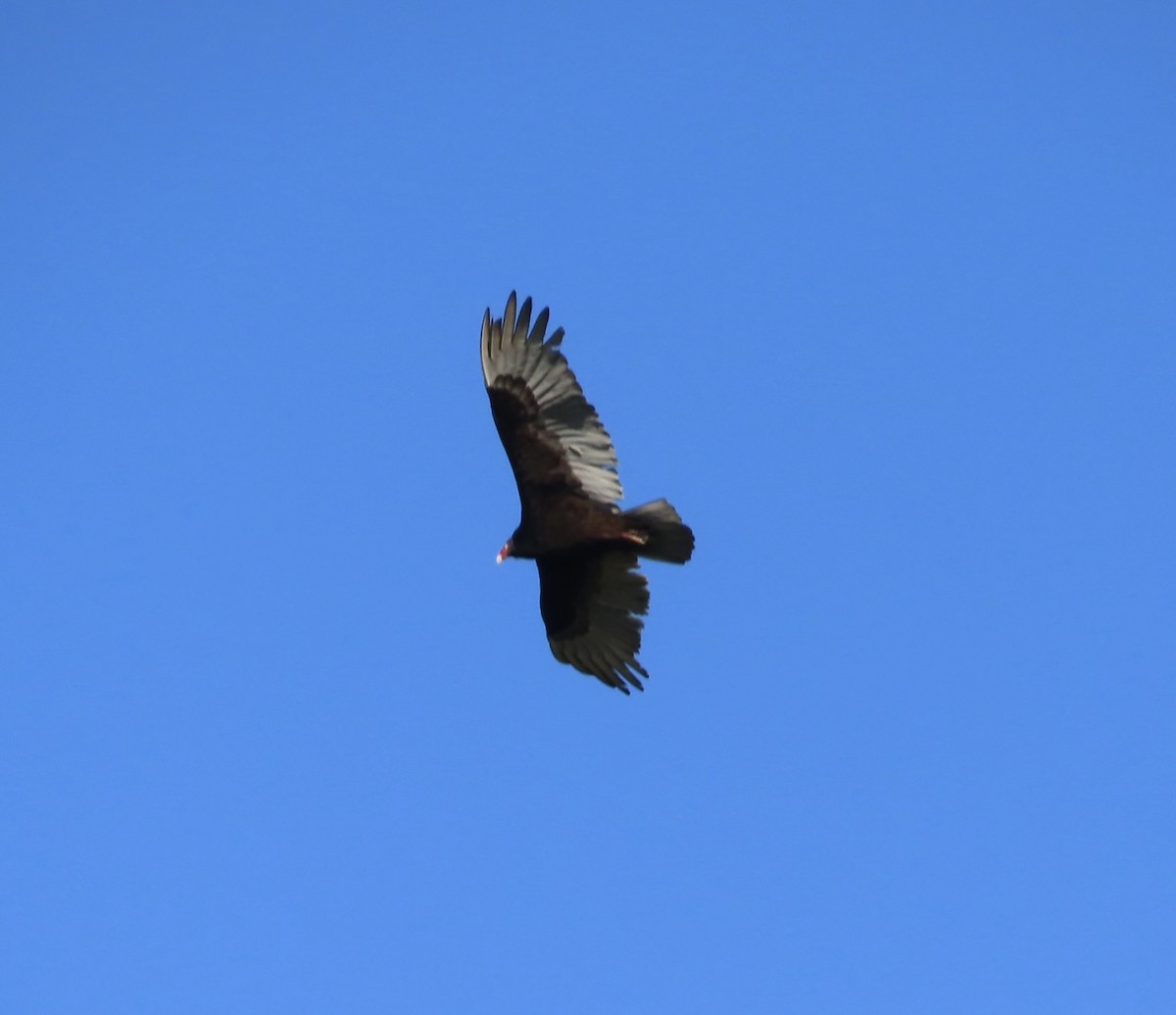 Turkey Vulture - ML542831321