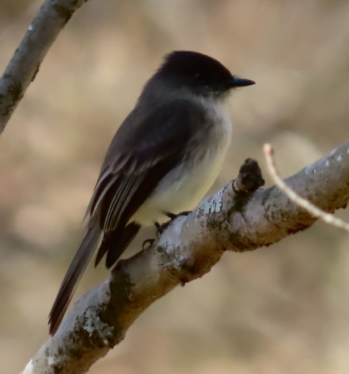 Eastern Phoebe - ML542831481