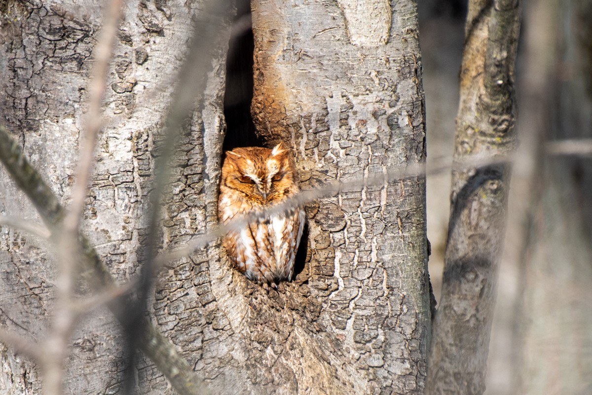 Eastern Screech-Owl - Debbie Rittall