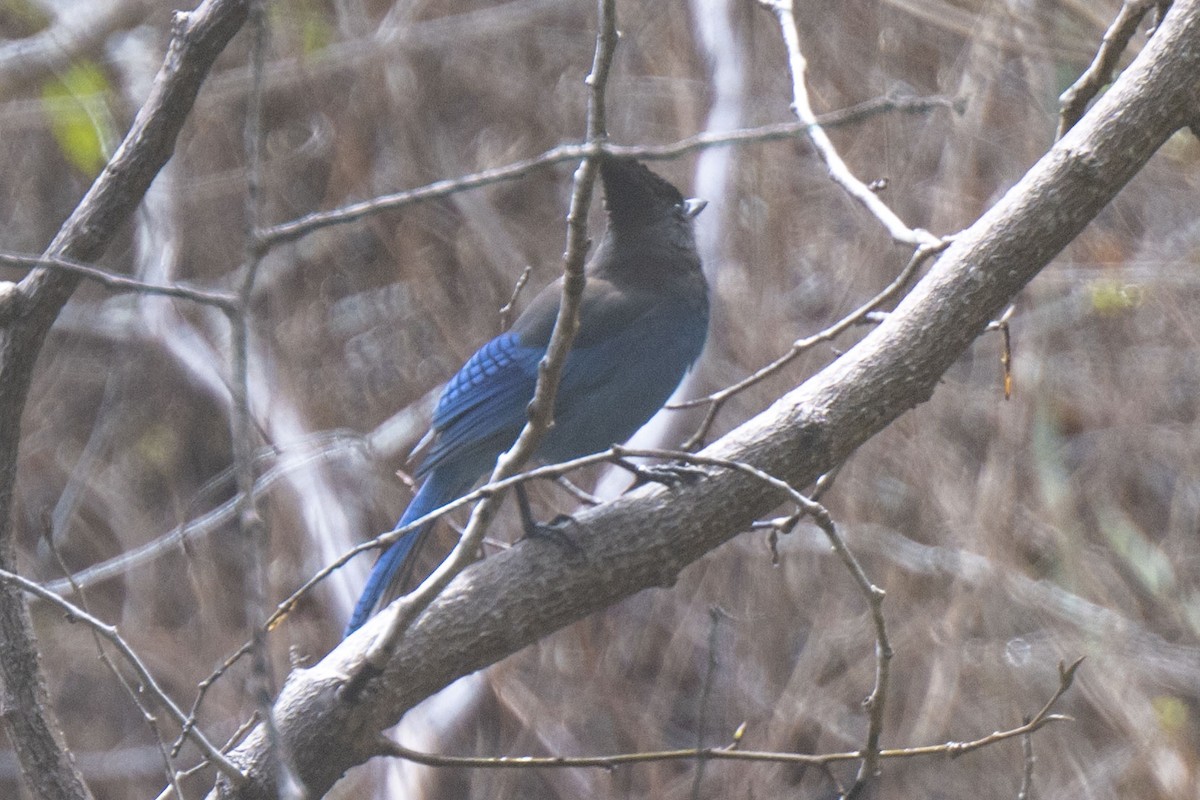 Steller's Jay - ML542831861