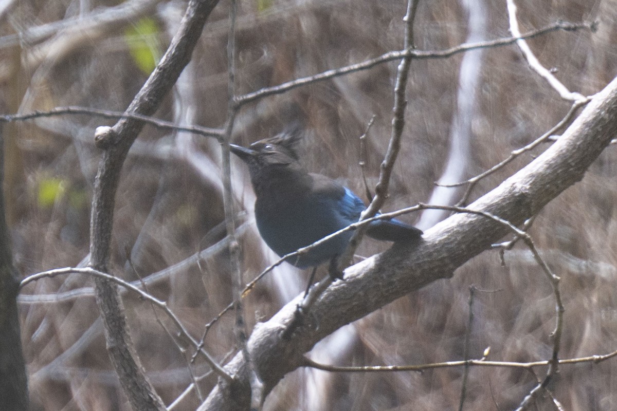 Steller's Jay - ML542831881