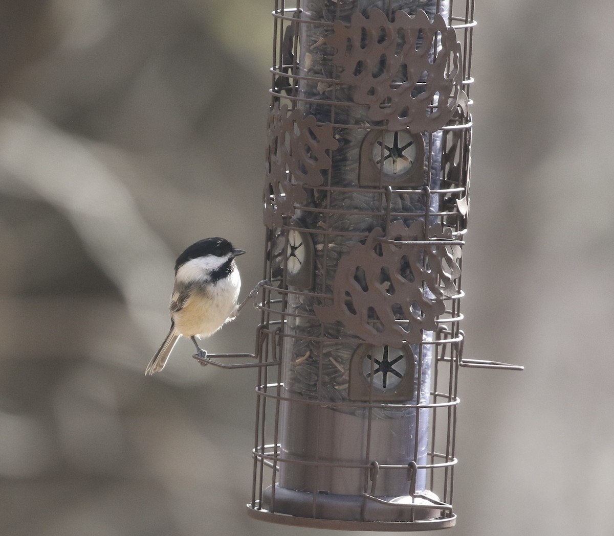 Black-capped Chickadee - Anthony V. Ciancimino