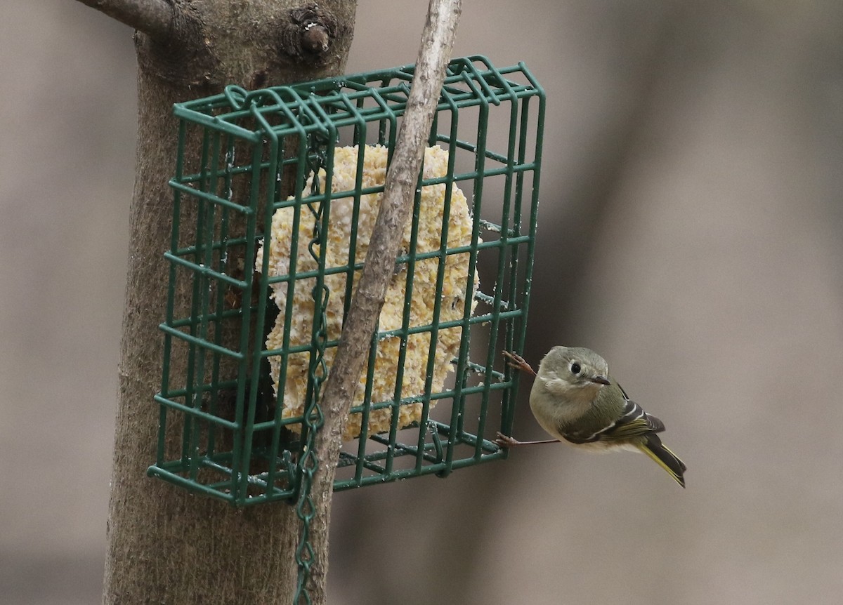 Ruby-crowned Kinglet - ML542832001