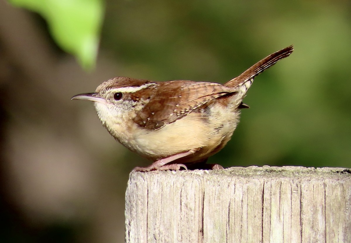 Carolina Wren - ML542832011