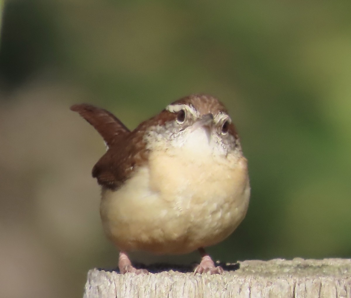 Carolina Wren - ML542832021